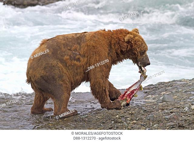 Alaska , Katmai National Park and Preserve , McNeil River Bear Viewing and Wildlife Sanctuary , falls of the Mc Neil river