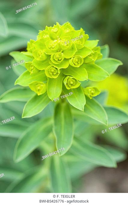 Pannonian Spurge (Euphorbia glareosa), blooming, Austria