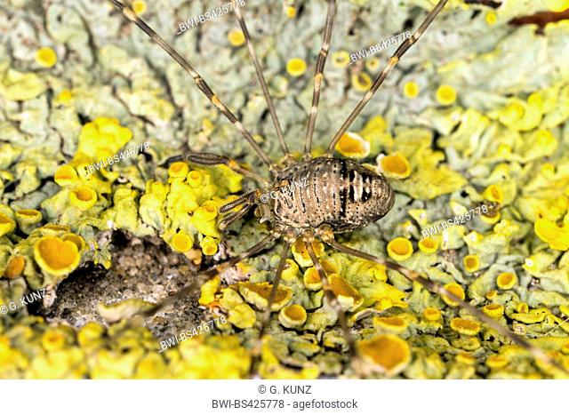 Harvestman (Dicranopalpus ramosus), on cup lichens, Austria