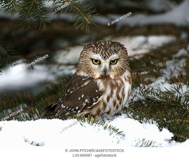 Screech owl (Otus asio) at winter roost