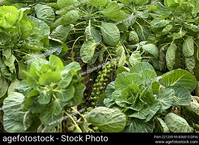 07 December 2022, Brandenburg, Potsdam: Brussels sprouts are growing in a field at the Florahof organic vegetable farm in Bornim and are in high demand