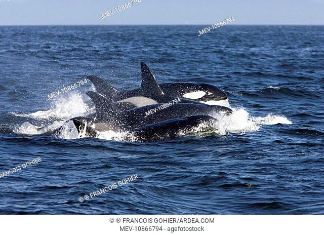 Killer whales/ Orca - transient type (Orcinus orca). Monterey Bay, Pacific Ocean, California, USA. There are three types of recognised Killer Whales -...