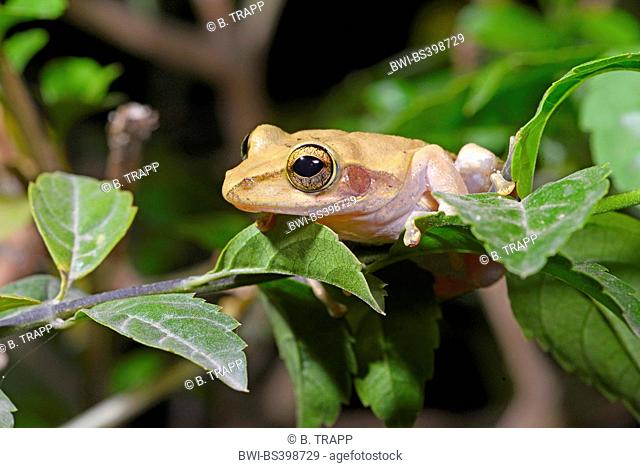 Dumeril's Bright-eyed Frog (Boophis tephraeomystax, Polypedates tephraeomystax), sits on a twig, Madagascar, Ankifi