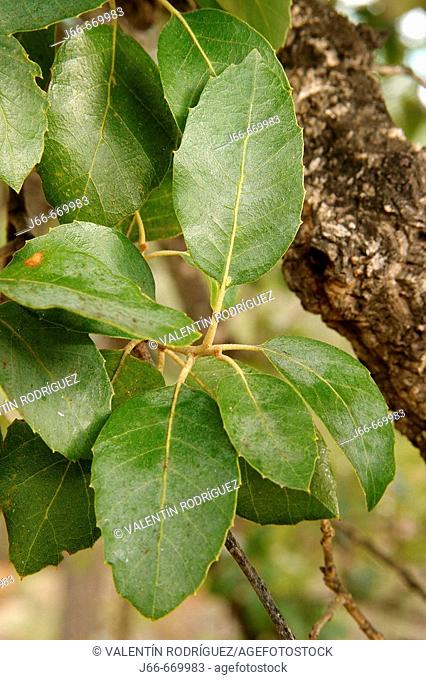 Oak (Quercus suber)