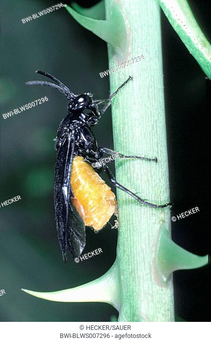 sawfly Arge pagana, at a rose stem
