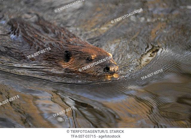 swimming beaver