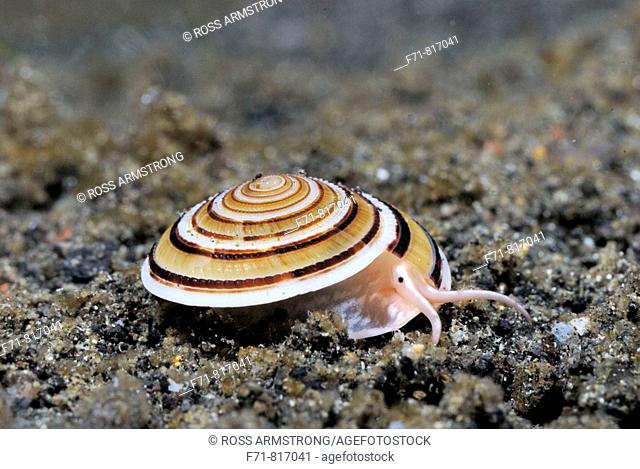 Sundial shell (Architectonica perspectiva). Lembeh Strait, Celebes Sea, North Sulawesi, Indonesia