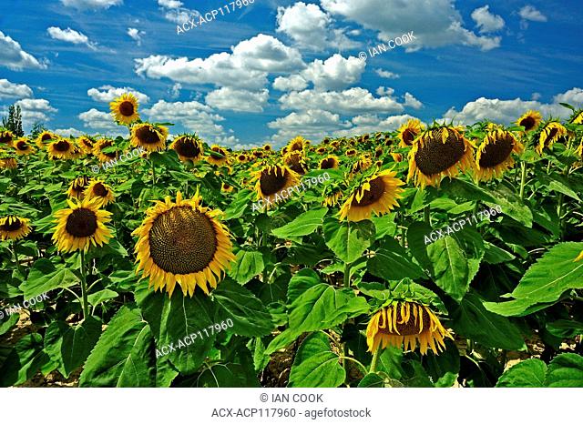 sunflower field, Lot-et-Garonne Department, Aquitaine, France