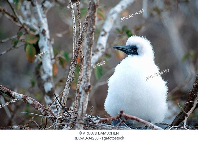 Red-footed Booby chick in nest Tower Island Galapagos Islands Ecuador Sula sula