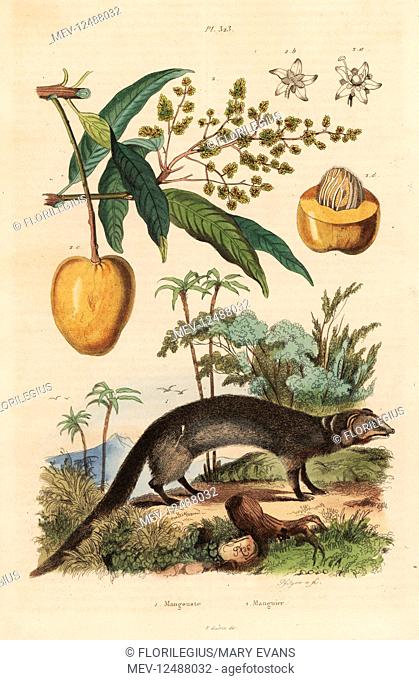 Indian grey mongoose, Herpestes edwardsi 1 and mango, Mangifera indica 2. Mangouste nems, mangier. Handcoloured steel engraving by Pfitzer after an illustration...