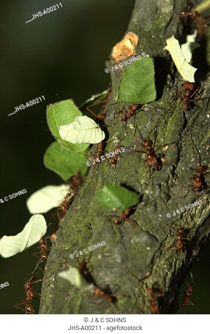 leaf-cutting ant , leafcutting ant , leaf cutting ant , Atta cephalotes , Central America , South America , America