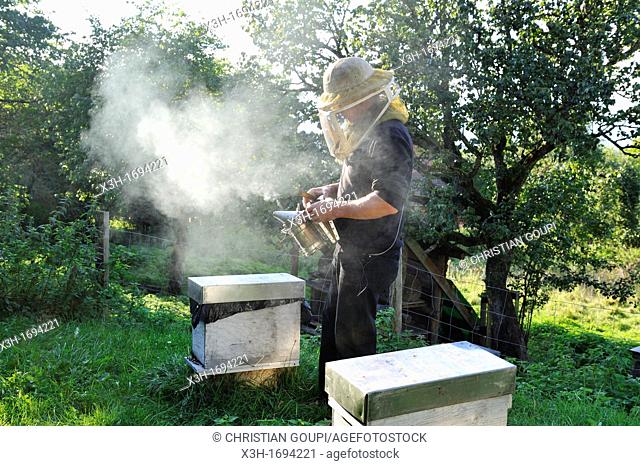 beekeeper, La Miellerie, Beurrieres, Livradois-Forez Regional Nature Park, Puy-de Dome department, Auvergne region, France, Europe