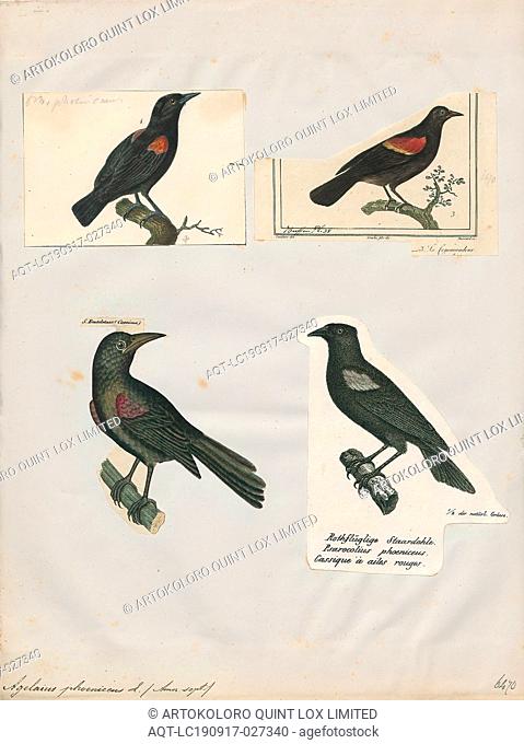 Agelaius phoeniceus, Print, The red-winged blackbird (Agelaius phoeniceus) is a passerine bird of the family Icteridae found in most of North America and much...