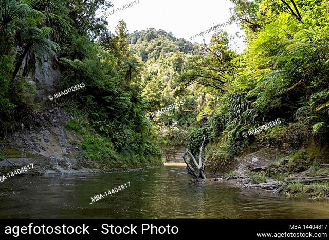 Tour on untouched Whanganui river and through surrounding jungle, North Island of New Zealand