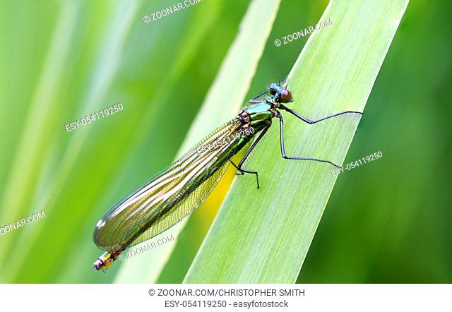 female Banded Demoiselle (Calopteryx splendens) perched on a leaf