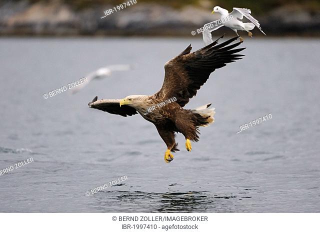 White-tailed Eagle or Sea eagle (Haliaeetus albicilla) and Common Gull or Mew Gull (Larus canus) hunting together, Flatanger, Nordtrondelag, Norway, Scandinavia