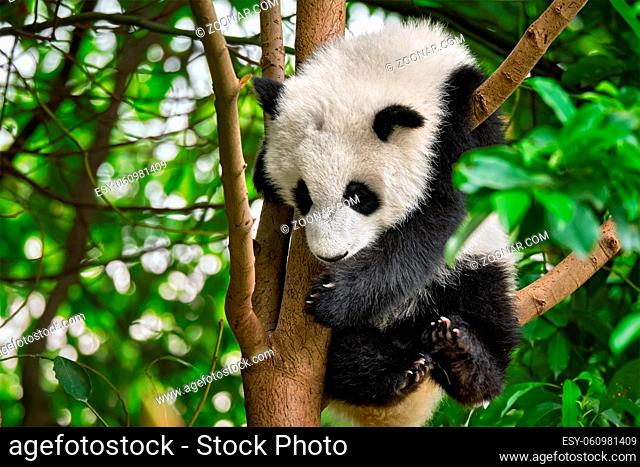 Chinese tourist symbol and attraction - cute giant panda bear cub on tree. Chengdu, Sichuan, China