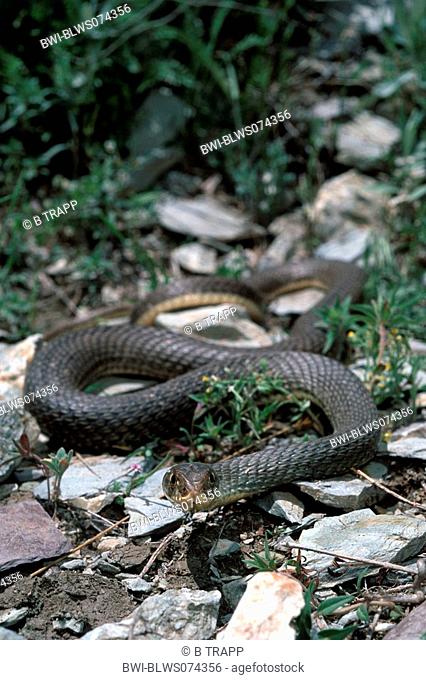 Montpellier snake Malpolon monspessulanus insignitus, in habitat, Iran, Kurdistan, Zagros
