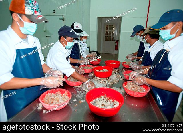 Quality checking and cleaning of Black Tiger prawns (penaeus monodon) at a seafood processing facilities, Brunei