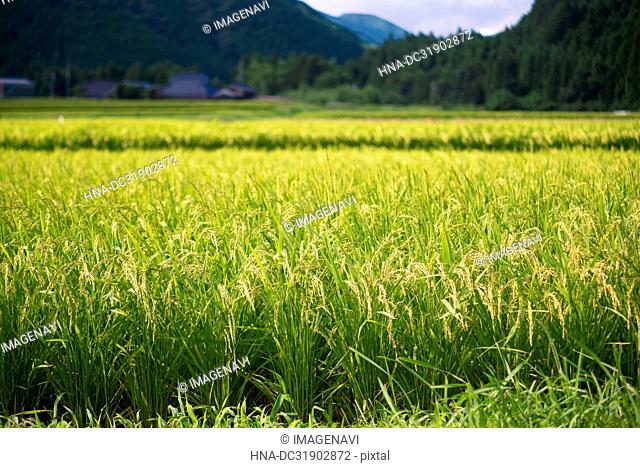 Rice Field in Summer