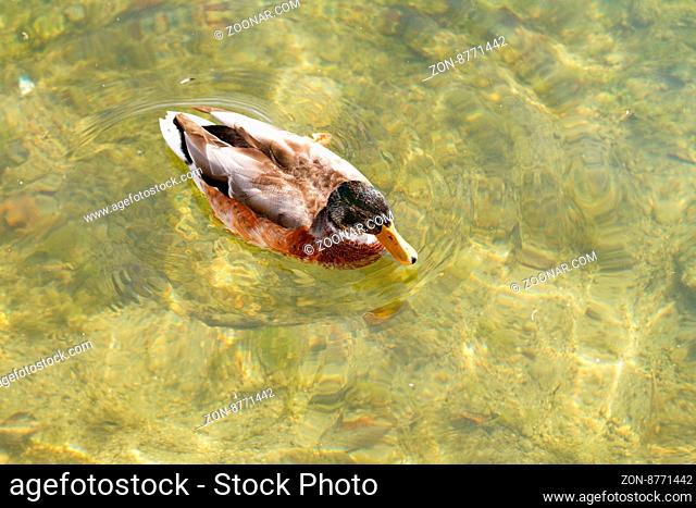 Photo of a mallard in the clean water