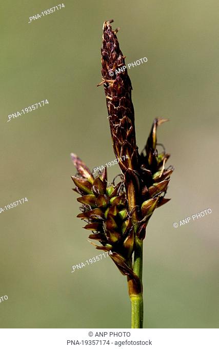 Spring-sedge Carex caryophyllea - RoÂºbach Witzenhausen, Werra-MeiÂºner, Hesse, Hessen, Germany, Europe