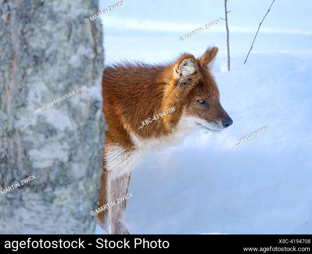 Dhole (Cuon alpinus), syn. asian wild dog, asiatic wild dog, red wolf, moutain wolf, whistling dog, during winter, enclosure