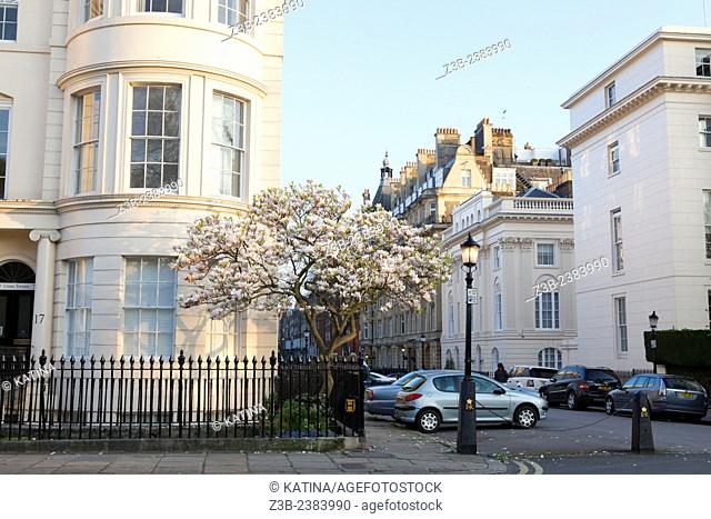 Elegant buildings and a blooming magnolia tree in spring across from The Regents Park in the Marylebone area of London, England, UK, Europe