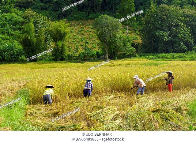 Asia, Laos, landlocked country, South-East Asia, Indo-Chinese peninsula, stage Oudomxay - Luang Namtha, rice field