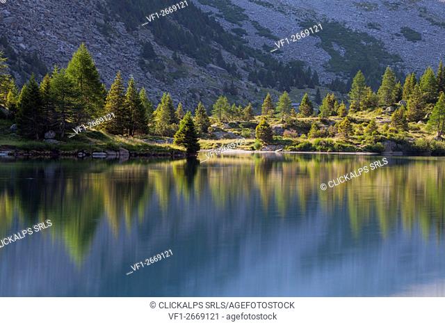 Aviolo lake, Adamello natural park, Camonica valley, Lombardy, Italy. Larches at mirror