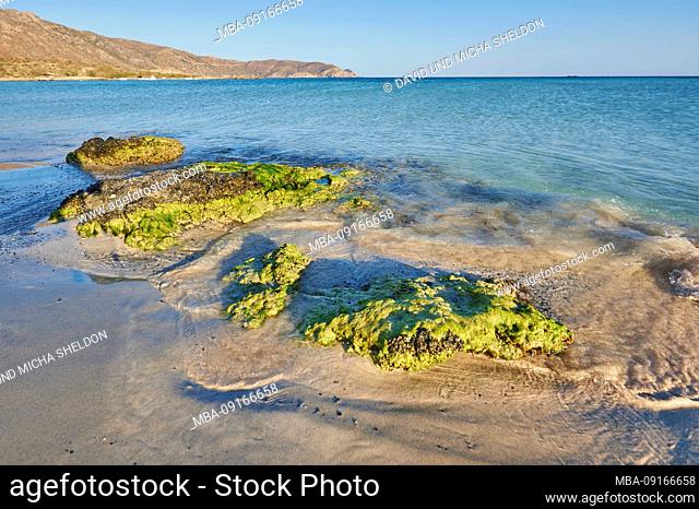 Landscape, algae on a stone at Elafonisi beach, Crete, Greece