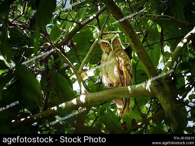 crested owl