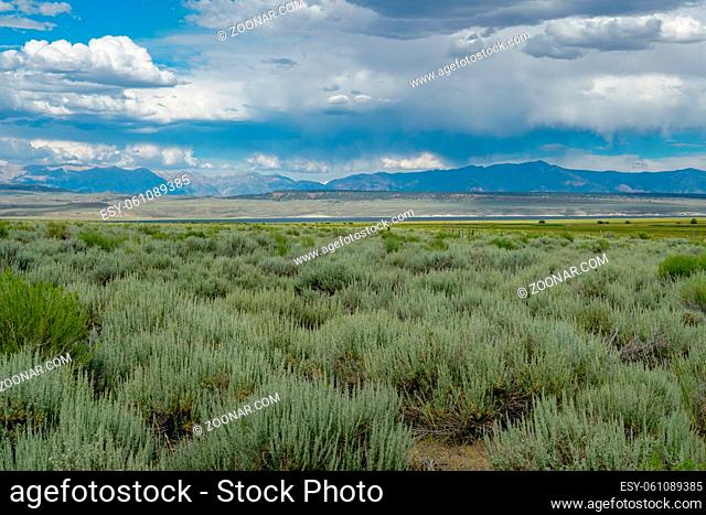 Long valley next the Lake Crowley, Mono County, California. USA. Green wetland with mountain on the background during clouded summer