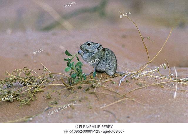 Brant's Whistling Rat Parotomys brantsii On sandy soil - Kalahari Gemsbok N P , South Africa