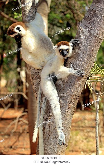 Verreaux`s Sifaka, Propithecus verreauxi, Berenty Reserve, Madagascar, Africa, two adults on tree