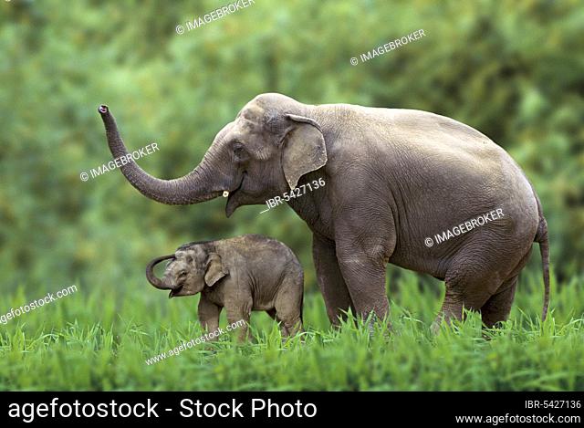 Asian Elephant (Elephas maximus) with young, Asiatischer Elefant mit Jungtier, seitlich, side