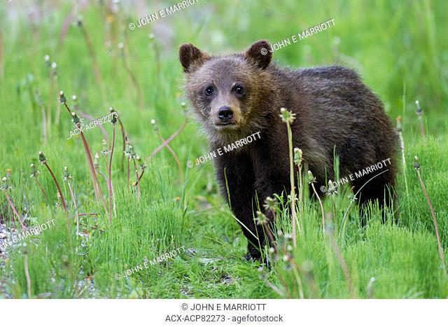 Grizzly bear cub, Banff National Park