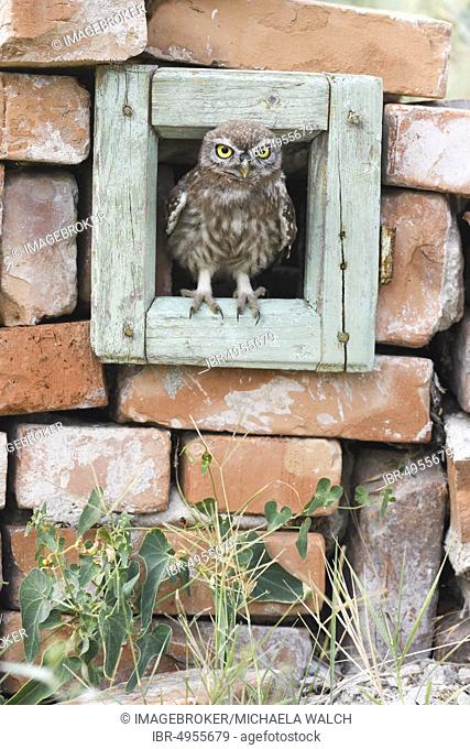 Little owl (Athene noctua), young bird curiously looks out of a window of a house ruin, Danube delta, Romania, Europe