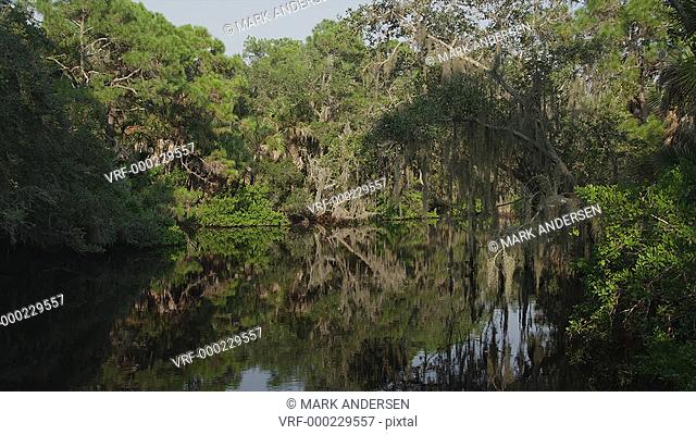 USA, Florida, Oscar Scherer St Park, Trees over pond
