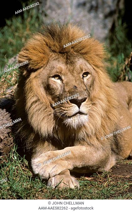 Asian Lion (Panthera Leo Persica) Gir Forest