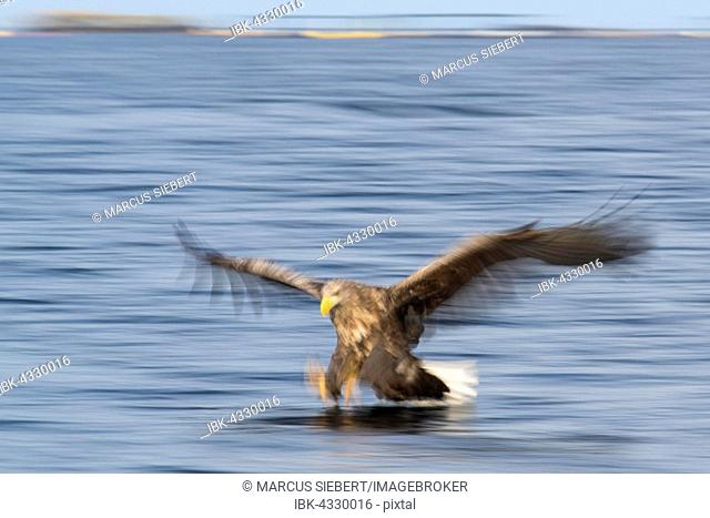 White-tailed eagle (Haliaeetus albicilla) hunting over water, Flatanger, Nord-Trøndelag, Norway