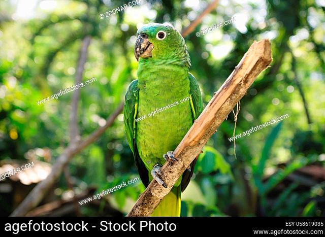 Proud looking green small parrot on a branch in Macaw Mountain Bird Park, Copan Ruinas, Honduras