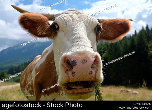 Cow head wide angle closeup in nature
