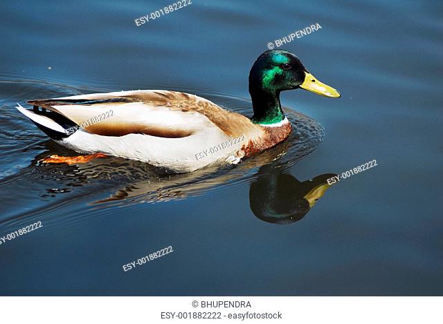 Mallard Drake Duck Swimming in a pond