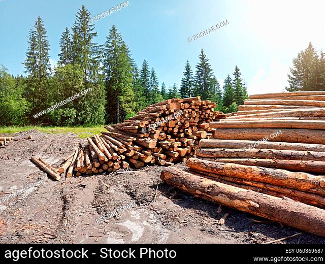 Pile of harvested wooden logs in forest, trees with blue sky above background