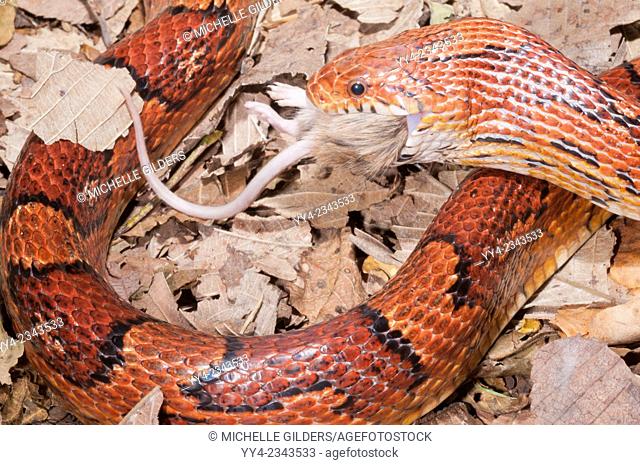 Okeetee corn snake, Elaphe guttata, red rat snake, colour phase from South Carolina; feeding on mouse