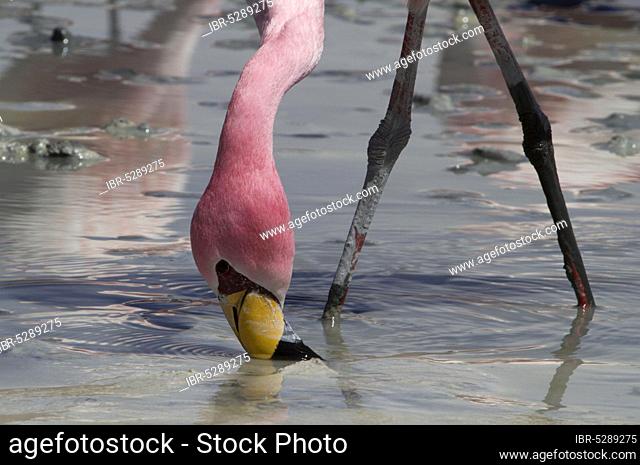 James's flamingo (Phoenicoparrus jamesi) (Phoenicopterus jamesi), short-billed flamingo, Altiplano, Bolivia, South America