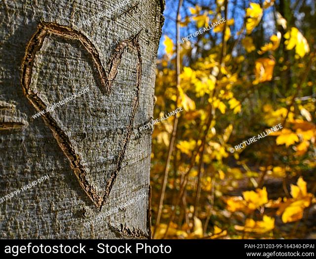 26 November 2023, Brandenburg, Falkenhagen: Many years ago, a heart was cut into the bark of a beech tree with a knife. Photo: Patrick Pleul/dpa