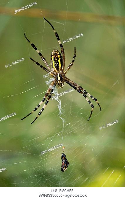 black-and-yellow argiope, black-and-yellow garden spider (Argiope bruennichi), in its web, Switzerland, Versoix