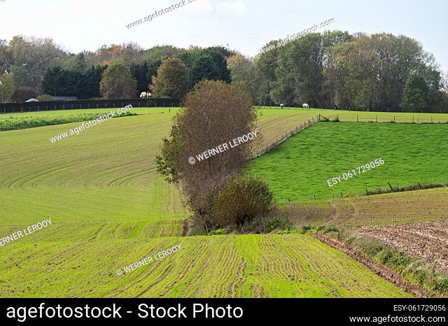 Green hills and meadows at the Flemish countryside in autumn, Asse, Belgium